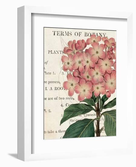 Bicolor Phlox Botany-Sue Schlabach-Framed Premium Giclee Print