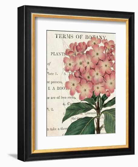 Bicolor Phlox Botany-Sue Schlabach-Framed Premium Giclee Print