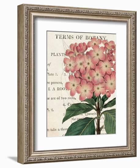 Bicolor Phlox Botany-Sue Schlabach-Framed Art Print