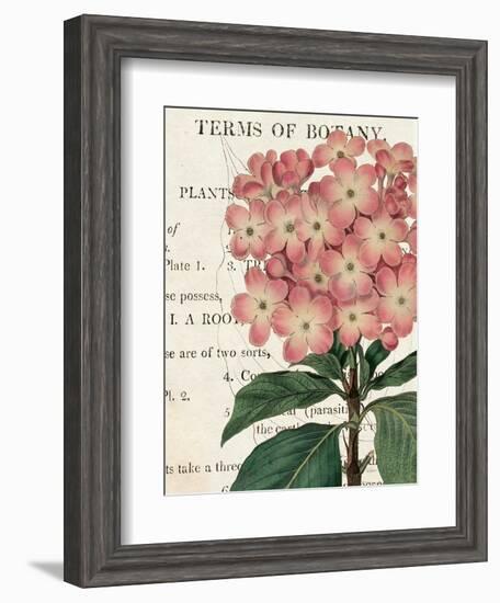 Bicolor Phlox Botany-Sue Schlabach-Framed Art Print