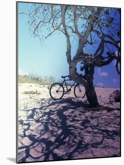 Bicycle Parked Against a Tree-null-Mounted Photographic Print