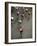 Bicycle Race-null-Framed Photographic Print