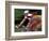 Bicycle Racers at Volunteer Park, Seattle, Washington, USA-William Sutton-Framed Photographic Print