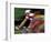 Bicycle Racers at Volunteer Park, Seattle, Washington, USA-William Sutton-Framed Photographic Print