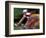 Bicycle Racers at Volunteer Park, Seattle, Washington, USA-William Sutton-Framed Photographic Print