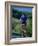 Bicyclist on Road, Napa Valley, CA-Robert Houser-Framed Photographic Print