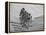Bicyclists Competing at the Olympics-George Silk-Framed Premier Image Canvas