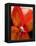 Big Abstract Flower-Ruth Palmer 2-Framed Stretched Canvas