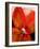 Big Abstract Flower-Ruth Palmer 2-Framed Art Print