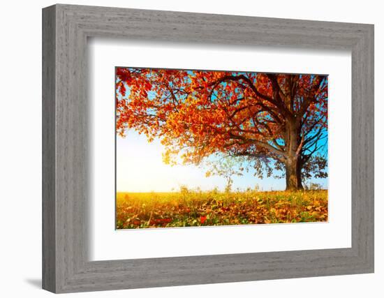 Big Autumn Oak With Red Leaves On A Blue Sky Background-Dudarev Mikhail-Framed Photographic Print