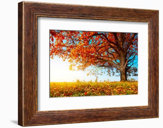 Big Autumn Oak With Red Leaves On A Blue Sky Background-Dudarev Mikhail-Framed Photographic Print