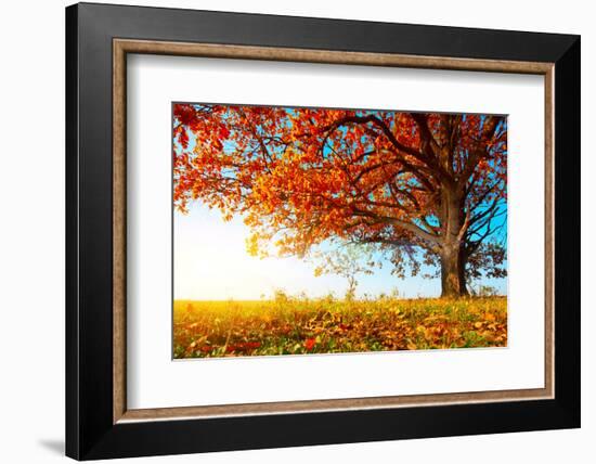 Big Autumn Oak With Red Leaves On A Blue Sky Background-Dudarev Mikhail-Framed Photographic Print