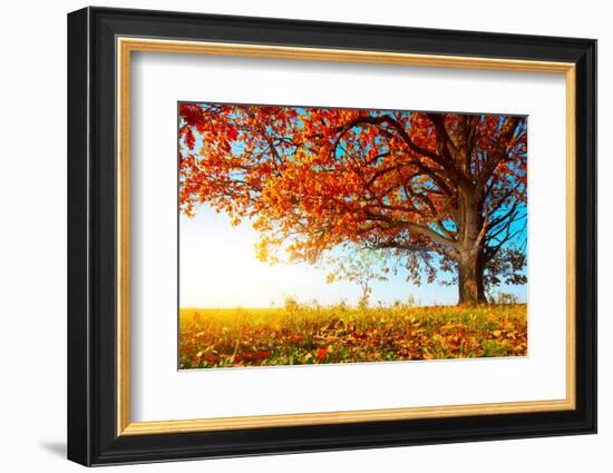 Big Autumn Oak With Red Leaves On A Blue Sky Background-Dudarev Mikhail-Framed Photographic Print