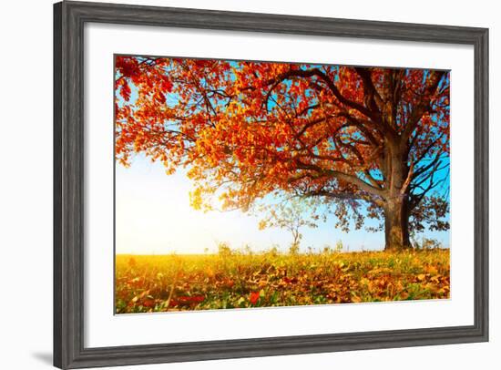 Big Autumn Oak With Red Leaves On A Blue Sky Background-Dudarev Mikhail-Framed Photographic Print