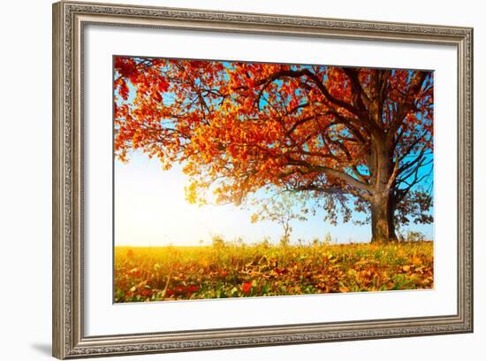 Big Autumn Oak With Red Leaves On A Blue Sky Background-Dudarev Mikhail-Framed Photographic Print