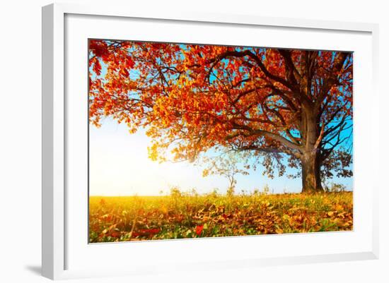 Big Autumn Oak With Red Leaves On A Blue Sky Background-Dudarev Mikhail-Framed Photographic Print