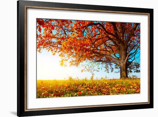 Big Autumn Oak With Red Leaves On A Blue Sky Background-Dudarev Mikhail-Framed Photographic Print