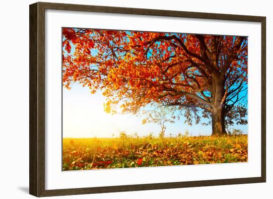 Big Autumn Oak With Red Leaves On A Blue Sky Background-Dudarev Mikhail-Framed Photographic Print