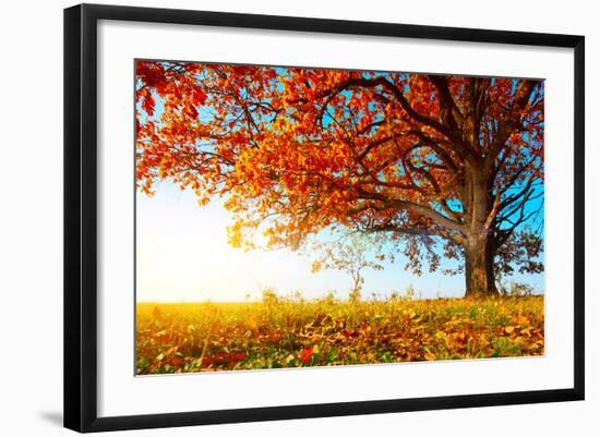 Big Autumn Oak With Red Leaves On A Blue Sky Background-Dudarev Mikhail-Framed Photographic Print