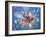 Big Bang-Chris Butler-Framed Photographic Print