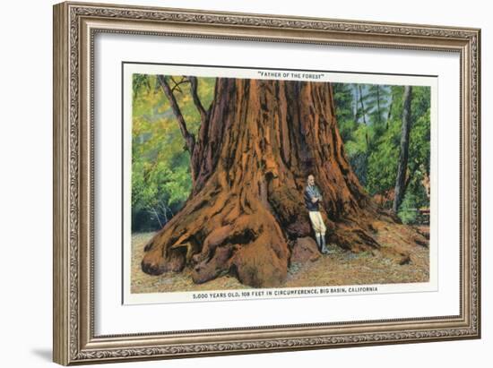 Big Basin, California - Father of the Forest Tree, 5000 Years old-Lantern Press-Framed Art Print