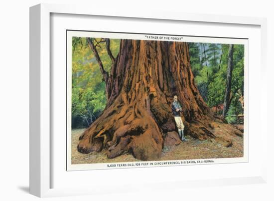 Big Basin, California - Father of the Forest Tree, 5000 Years old-Lantern Press-Framed Art Print