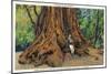 Big Basin, California - Father of the Forest Tree, 5000 Years old-Lantern Press-Mounted Art Print