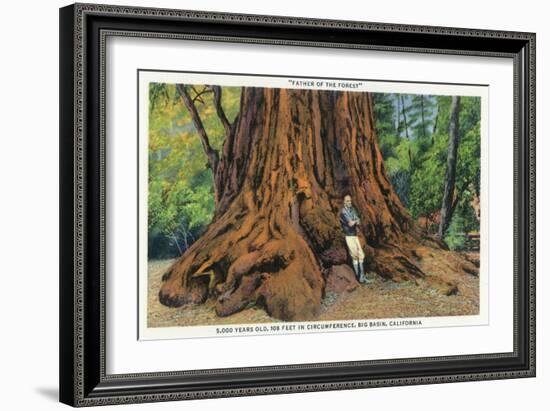 Big Basin, California - Father of the Forest Tree, 5000 Years old-Lantern Press-Framed Art Print