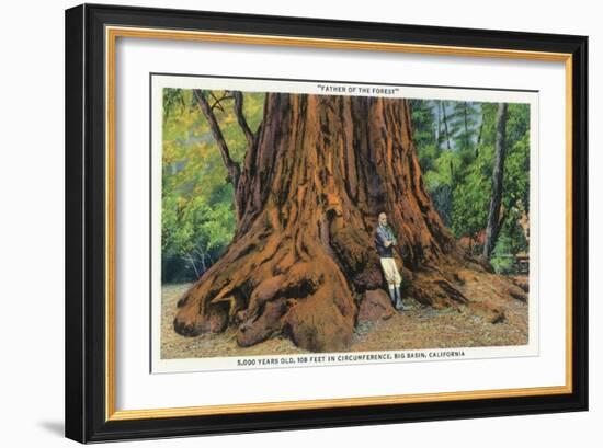 Big Basin, California - Father of the Forest Tree, 5000 Years old-Lantern Press-Framed Art Print