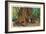 Big Basin, California - Father of the Forest Tree, 5000 Years old-Lantern Press-Framed Art Print