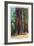 Big Basin, California - Mother Tree-Lantern Press-Framed Art Print