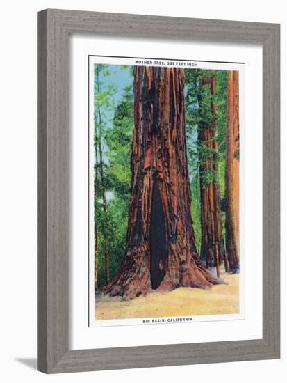 Big Basin, California - Mother Tree-Lantern Press-Framed Art Print