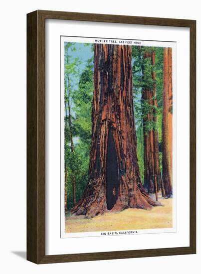 Big Basin, California - Mother Tree-Lantern Press-Framed Art Print