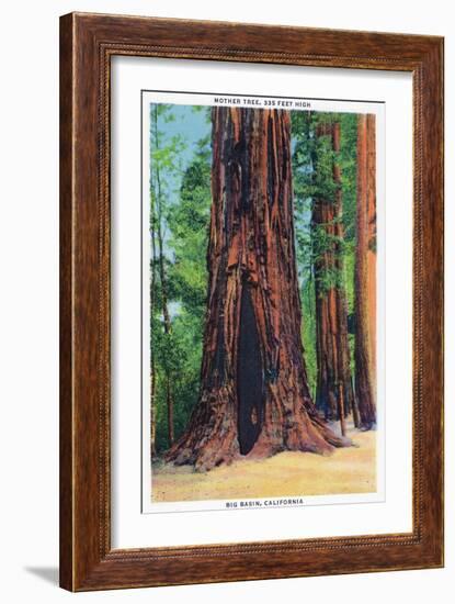 Big Basin, California - Mother Tree-Lantern Press-Framed Art Print