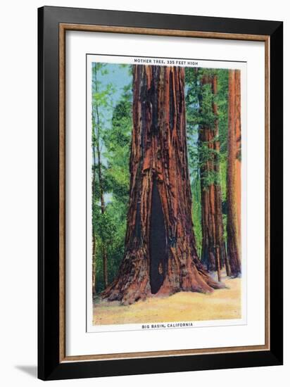 Big Basin, California - Mother Tree-Lantern Press-Framed Art Print