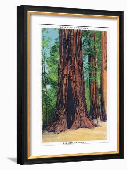 Big Basin, California - Mother Tree-Lantern Press-Framed Art Print