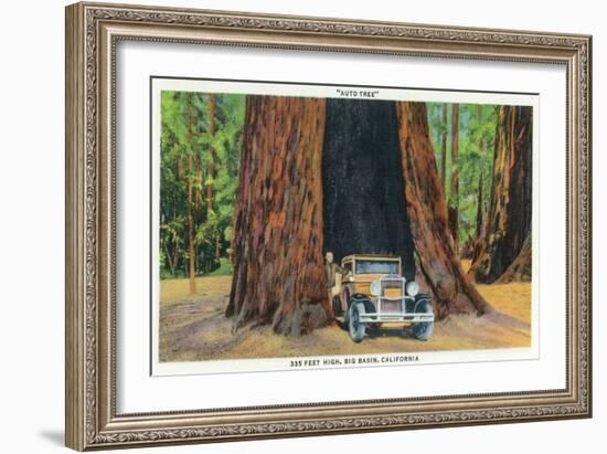 Big Basin, California - The Auto Tree-Lantern Press-Framed Art Print