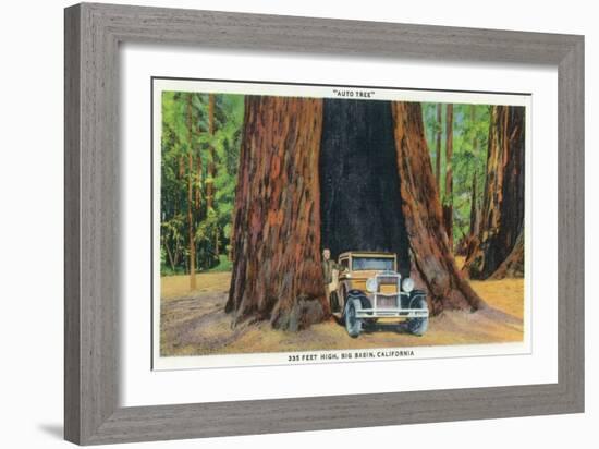 Big Basin, California - The Auto Tree-Lantern Press-Framed Art Print