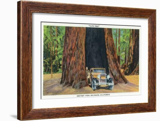 Big Basin, California - The Auto Tree-Lantern Press-Framed Art Print