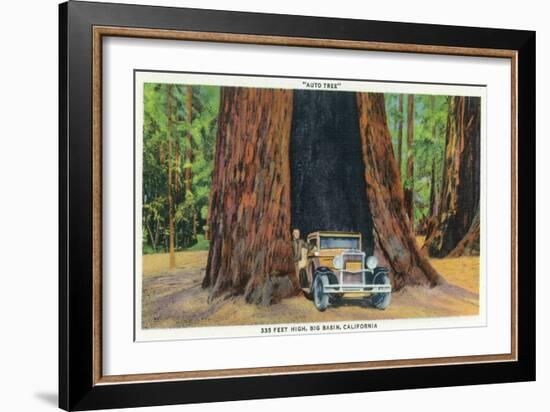 Big Basin, California - The Auto Tree-Lantern Press-Framed Art Print