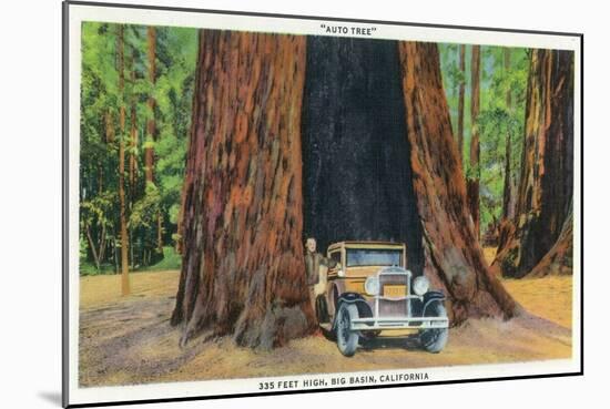 Big Basin, California - The Auto Tree-Lantern Press-Mounted Art Print