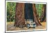 Big Basin, California - The Auto Tree-Lantern Press-Mounted Art Print