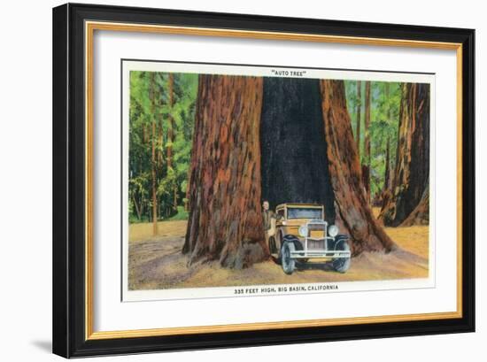 Big Basin, California - The Auto Tree-Lantern Press-Framed Art Print