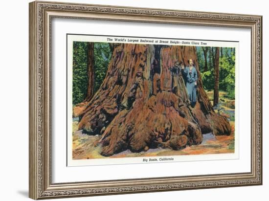 Big Basin, California - Woman Stands by Santa Clara Tree-Lantern Press-Framed Art Print