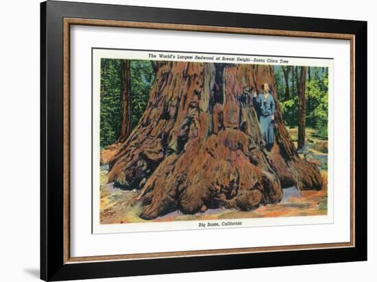 Big Basin, California - Woman Stands by Santa Clara Tree-Lantern Press-Framed Art Print