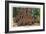 Big Basin, California - Woman Stands by Santa Clara Tree-Lantern Press-Framed Art Print