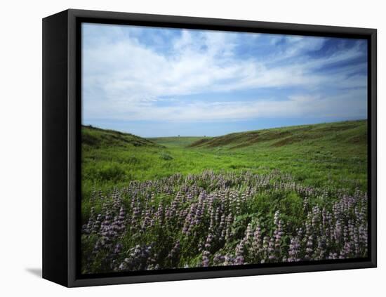 Big Basin Prairie Preserve, Kansas, USA-Charles Gurche-Framed Premier Image Canvas