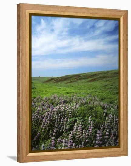 Big Basin Prairie Preserve, Kansas, USA-Charles Gurche-Framed Premier Image Canvas