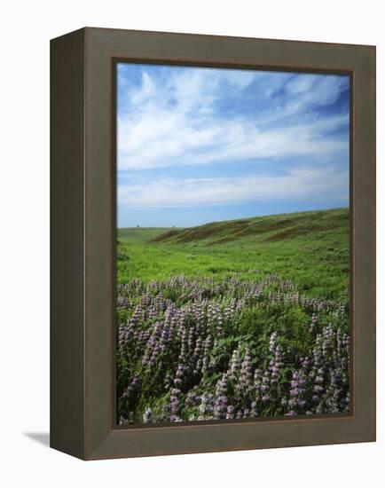 Big Basin Prairie Preserve, Kansas, USA-Charles Gurche-Framed Premier Image Canvas