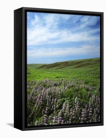 Big Basin Prairie Preserve, Kansas, USA-Charles Gurche-Framed Premier Image Canvas